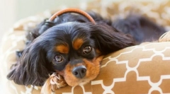 Кучето бийте кърлеж: какво да направите, за да дадете на животните компетентни помощ?